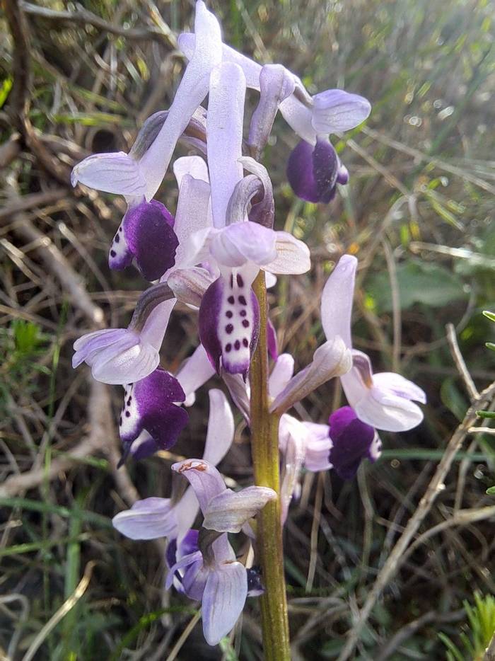 Anacamptis morio subsp. longicornu © Mr M-A Dakhli