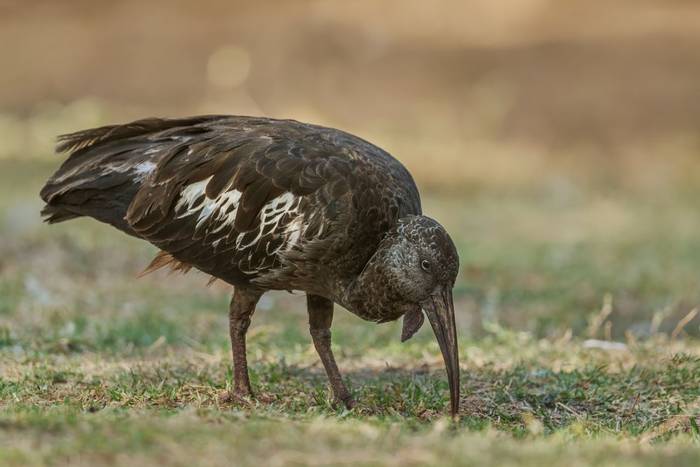 Wattled Ibis