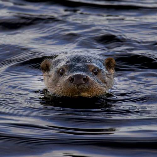 River Otter