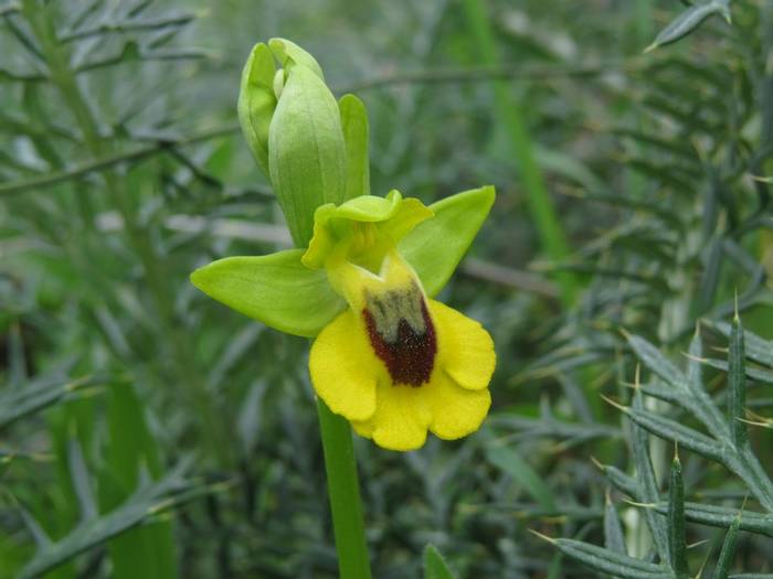 Ophrys lutea.JPG