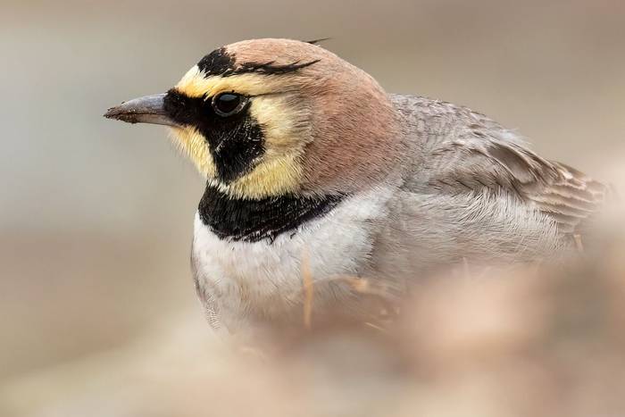 Atlas Horned Lark © Chris Griffin