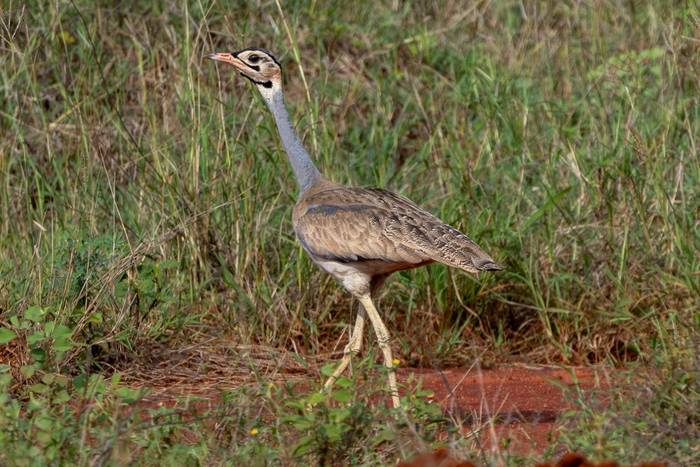 White-bellied Bustard © Carole and David Clarke, February 2026 tour