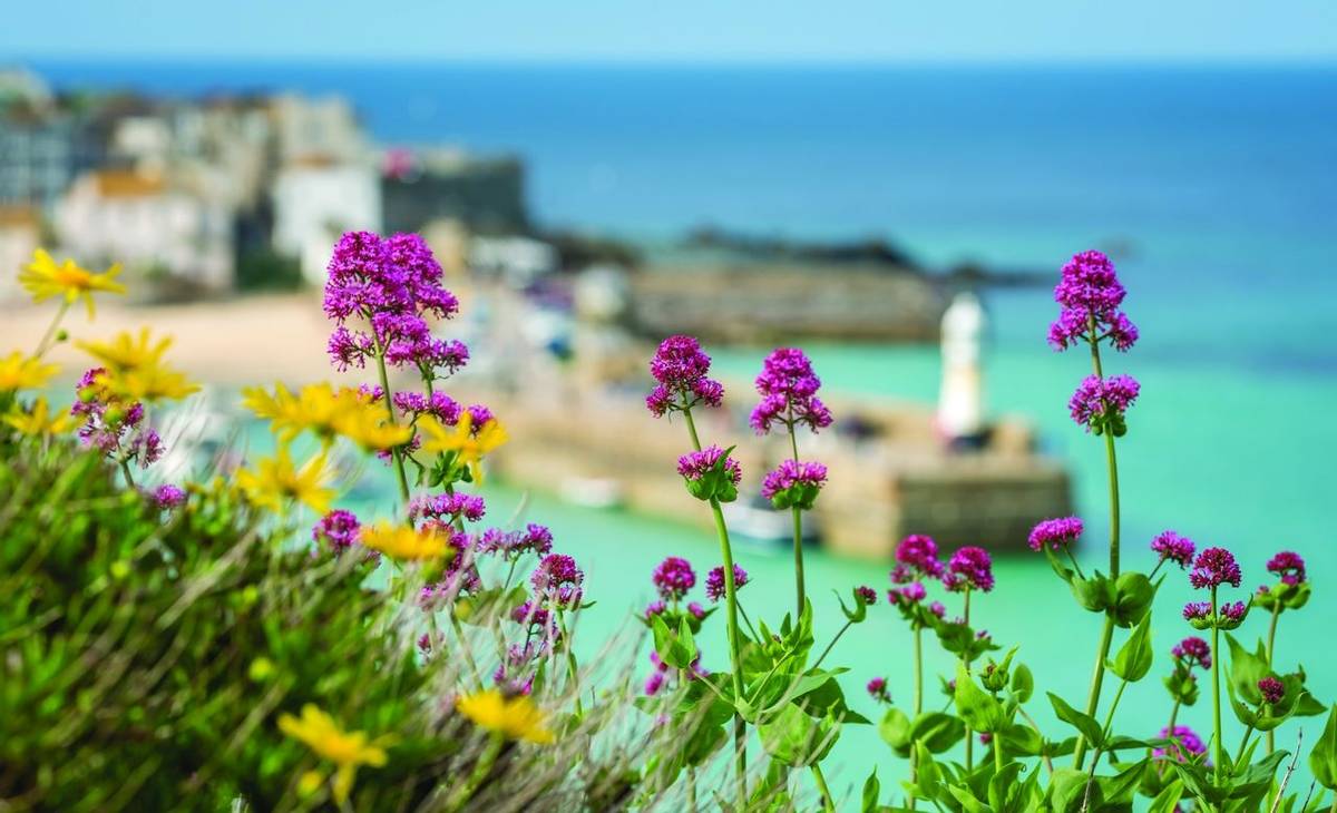 Pink and yellow flowers in front of defocused bay and beach in St. Ives, Cornwall, England, UK, Europe