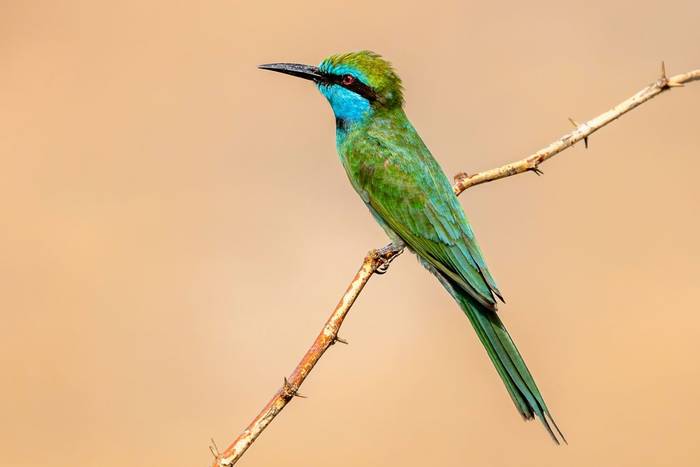 Arabian Green Bee-eater, Oman