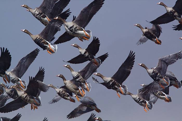 Greater White-fronted Geese shutterstock_114021949.jpg