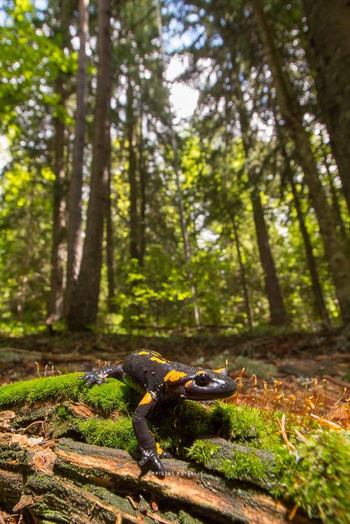 Fire Salamander (Salamandra salamandra) © Christos Kotselis