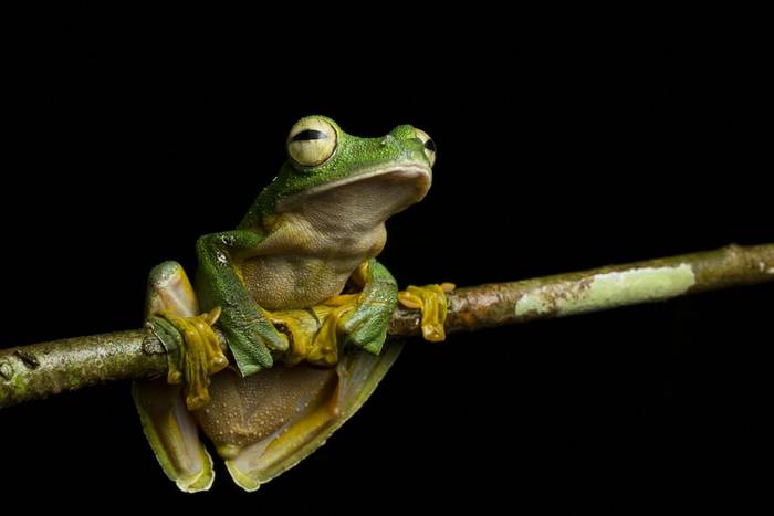 Wallace’s Flying Frog (Rhacophorus nigropalmatus) © C.Ryan