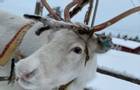 Reindeer - Christmas in a Jeris Winter Cottage - Credit Kevin Norton (client).jpg