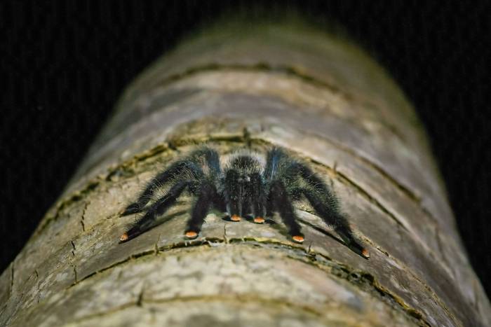 Pinktoe Tarantula © A J Bradshaw, March 2026 tour