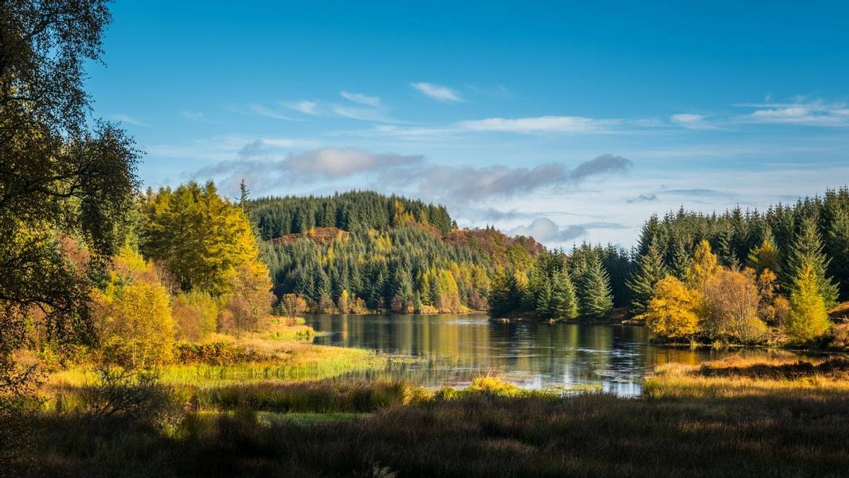 Autumn or Fall in the Queen Elizabeth Forest in the Trossachs National Park,  near Aberfoyle in the Scottish Highlands