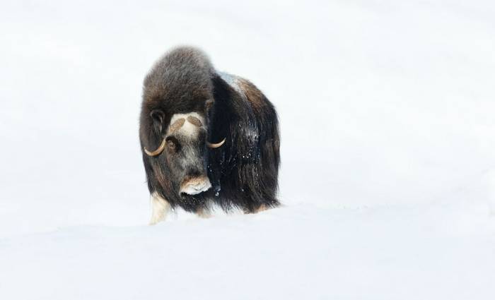 A close-up view of a majestic musk ox (Ovibos moschatus) standing in deep snow during winter in Dovrefjell, Norway.