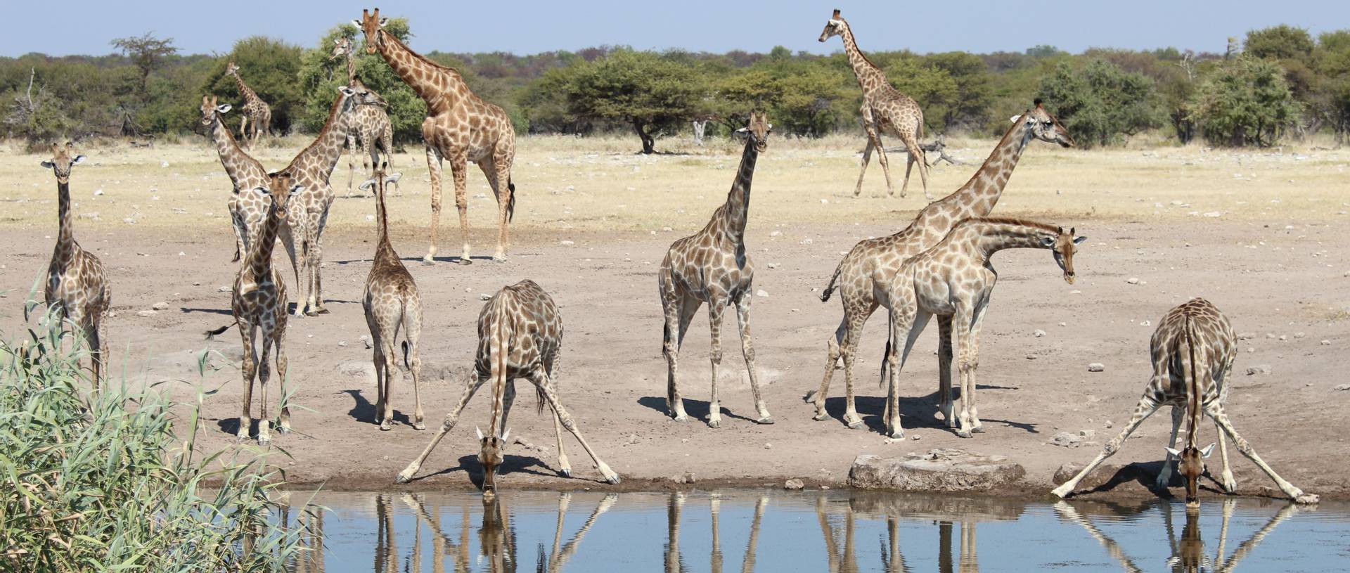 Giraffes Drinking, Etosha N.P. Namibia