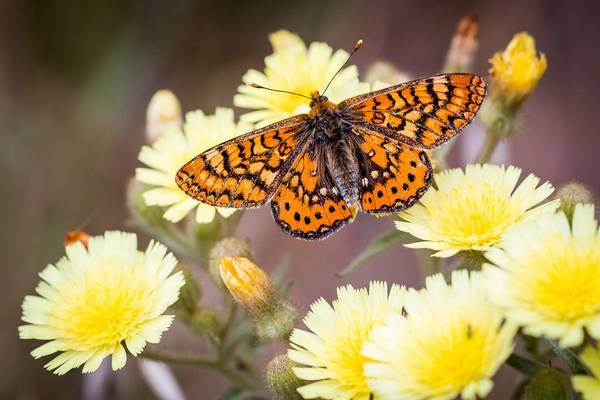 Spotted Fritillary Shutterstock 1107946931