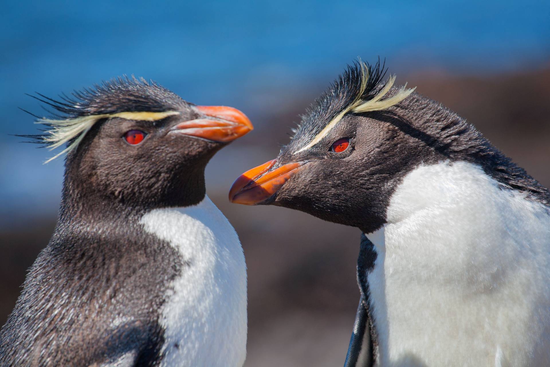 The Falkland Islands Naturetrek