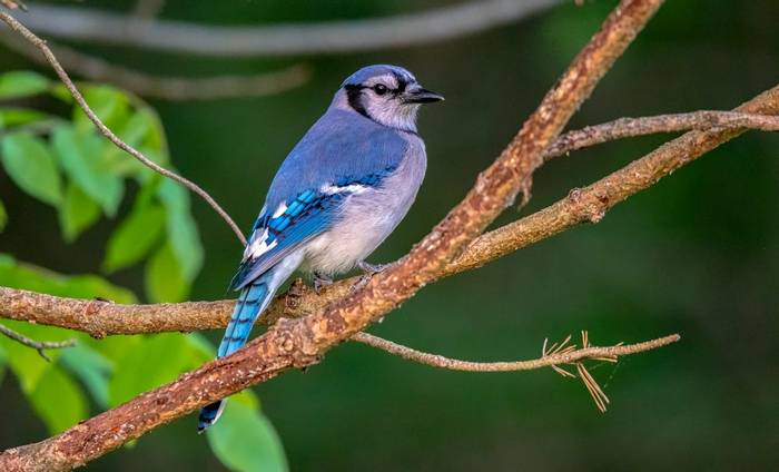 Blue Jay, Ohio shutterstock_1332960116.jpg