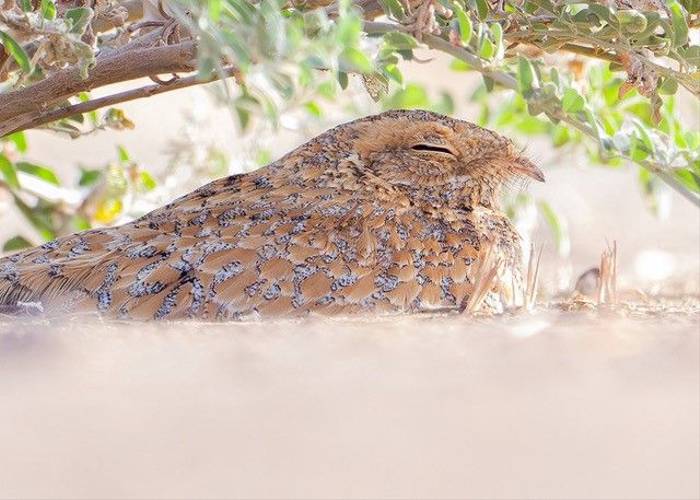 Golden Nightjar, Ian Curran.jpg