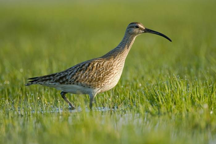 Whimbrel. shutterstock_182992904.jpg