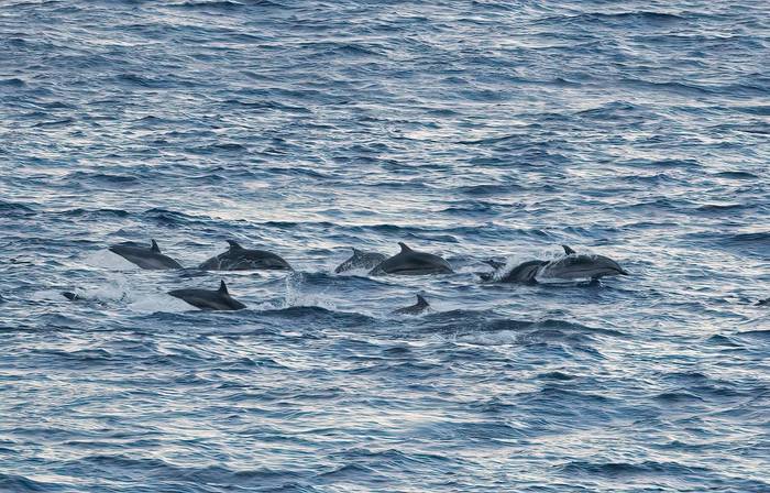 Striped Dolphin (Chris Griffin).jpg