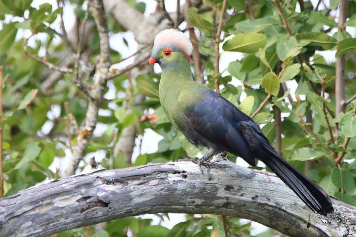Ruspoli's Turaco © Tim Young, November 2025 tour.JPG