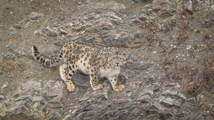 Snow Leopard (Soaring Expeditions)