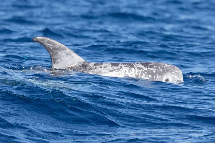 Risso's Dolphin (Sara Frost).jpg