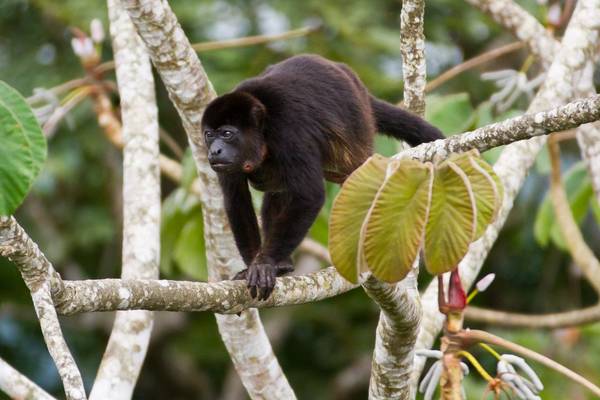 Mantled Howler Monkey