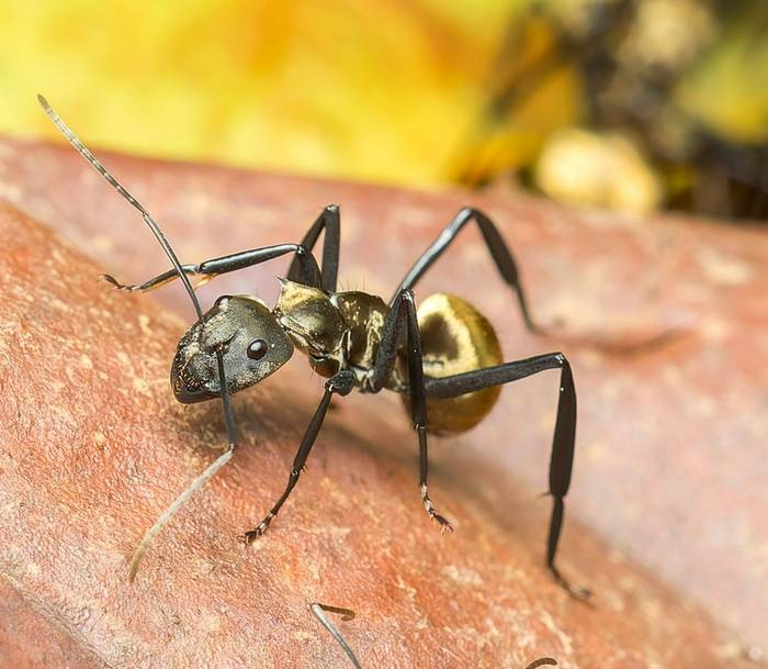 Shimmering Golden Sugar Ant_t7a2835-cr3_dxo_deepprimejpg_55180735052_o.jpg