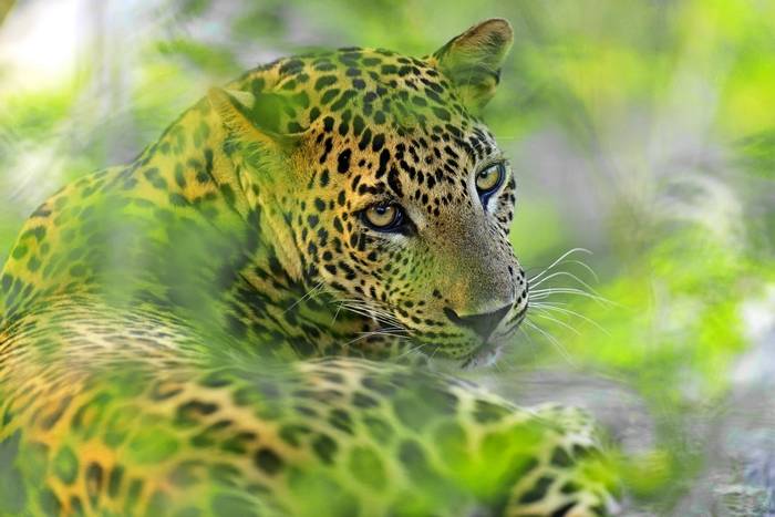 Leopard, Yala, Sri Lanka shutterstock_232547059.jpg