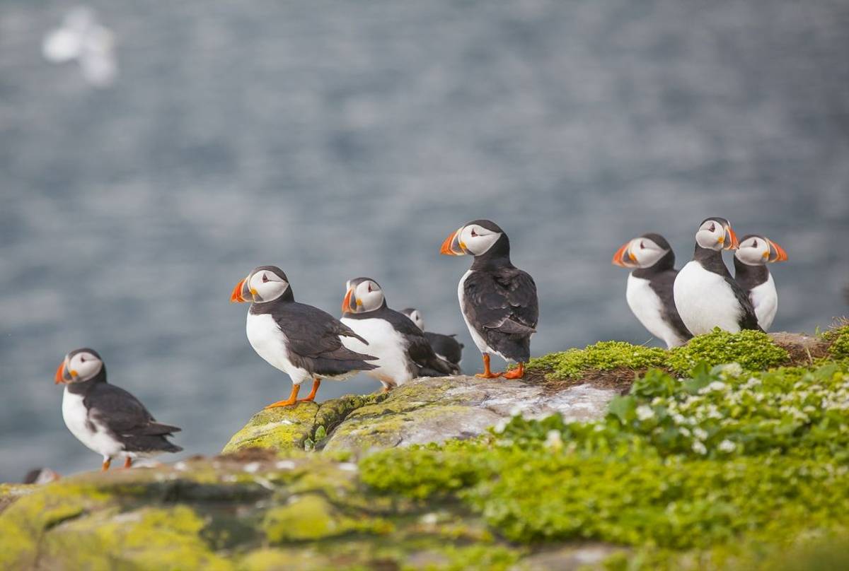 Puffin Farne Islands Shutterstock 321028829