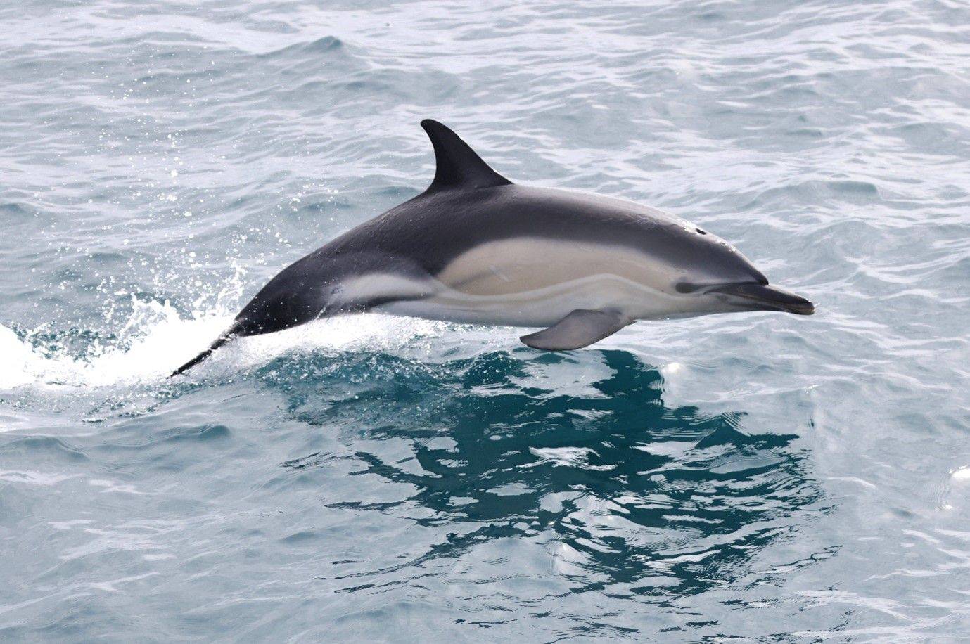 Common Dolphin © Tom Brereton Image