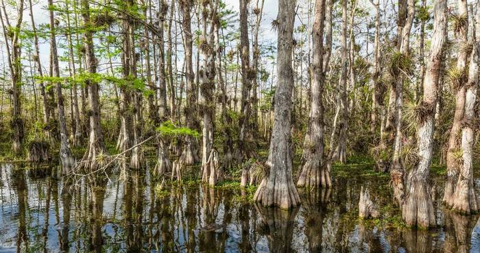 Everglades National Park, Florida, USA Shutterstock 1047550159