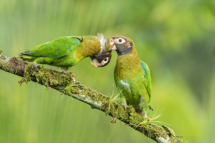 Brown-hooded Parrot, Laguna de Lagarto, Costa Rica, 2 April 2022, KEVIN ELSBY FRPS.jpg