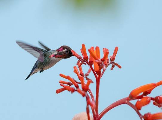 Bee Hummingbird Shutterstock 593249636