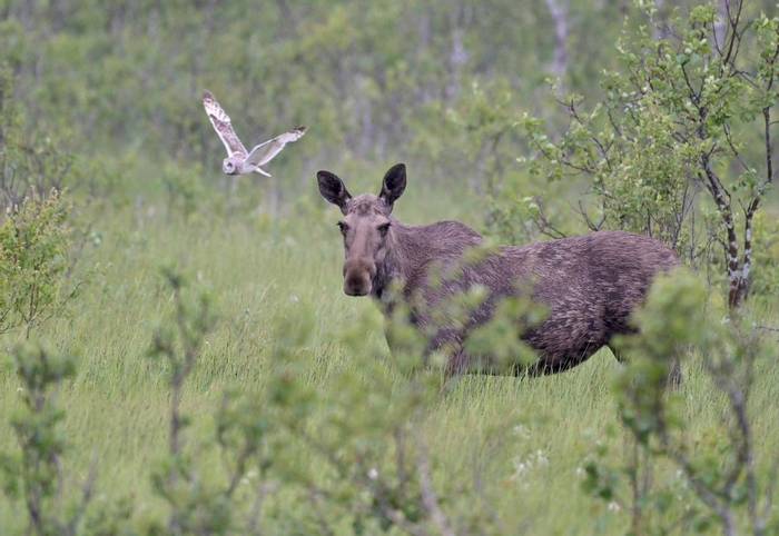 Elk and Short-eared Owl (Rob Campbell).JPG