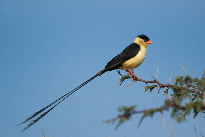 Shaft-tailed Whydah