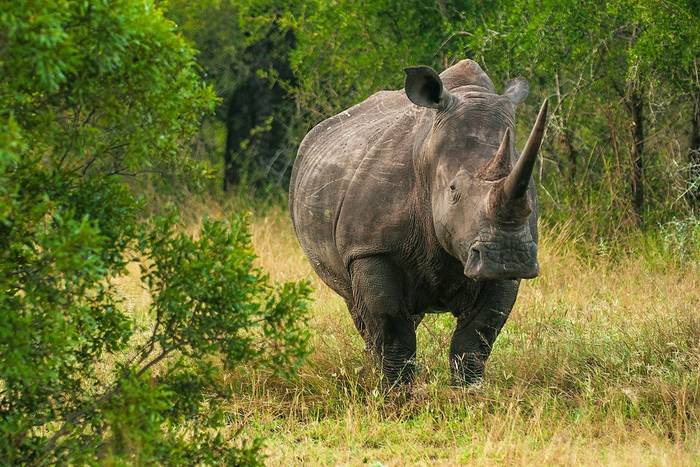 White Rhino, Kruger National Park, South Africa shutterstock_1125453071.jpg