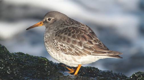 3 Night Bird Watching Holiday in Northumberland