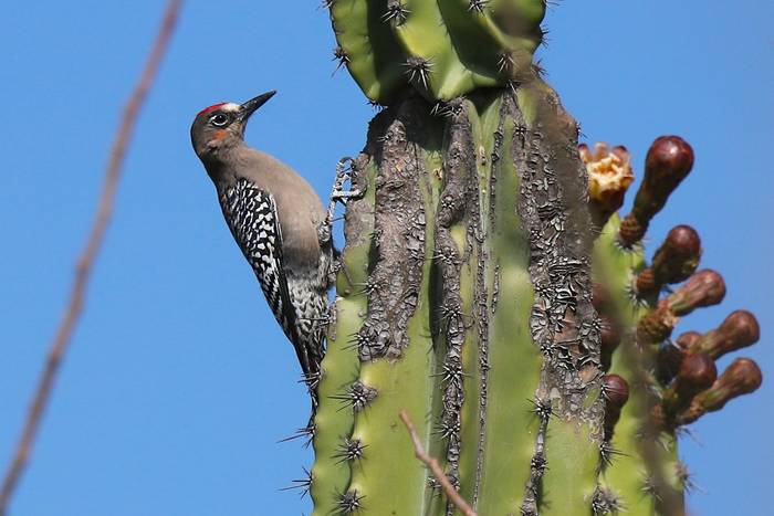 Grey-breasted Woodpecker, Luca Boscain.JPG