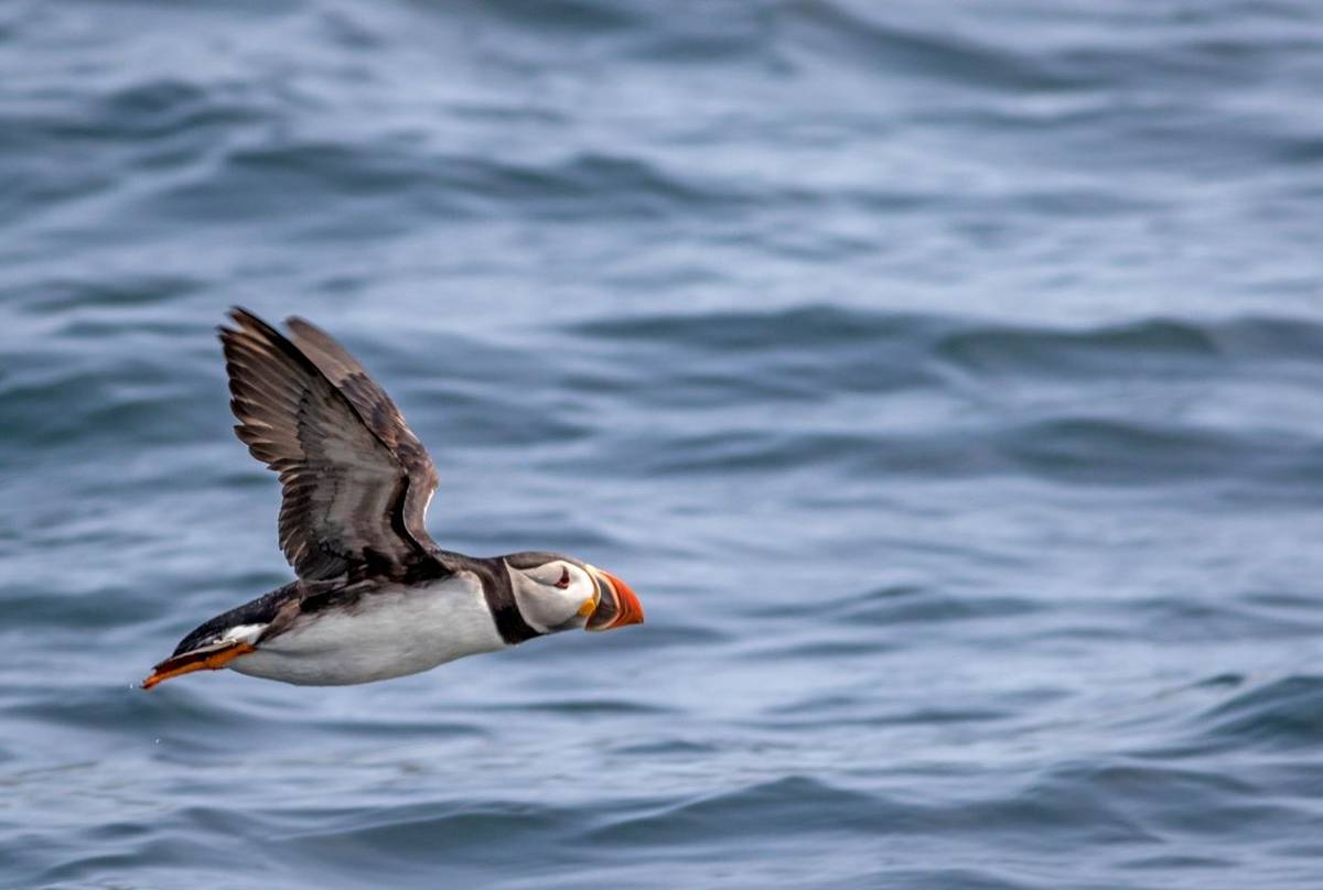 Puffin, Herm