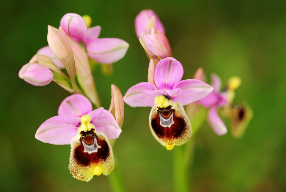 Sawfly Orchid shutterstock_1116035081.jpg