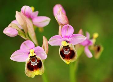 Spring Flowers of Western Andalucia