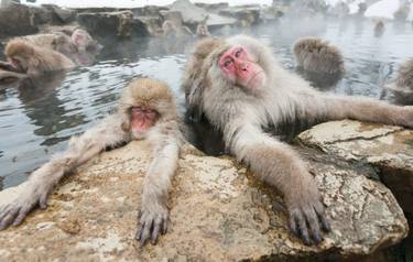 Wild snow monkeys sitting in a hot spring, Japan.