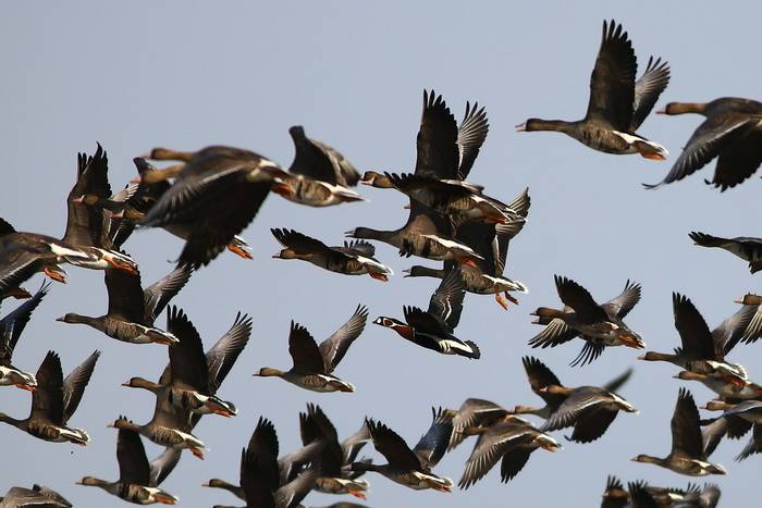 Red-breasted Goose with Greater White-fronted Geese shutterstock_2303192995.jpg
