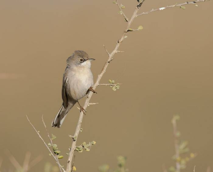 Menetries's Warbler © A AlSirhan