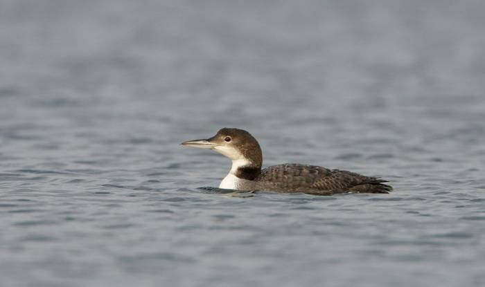 Great Northern Diver (winter) shutterstock_1221903904.jpg