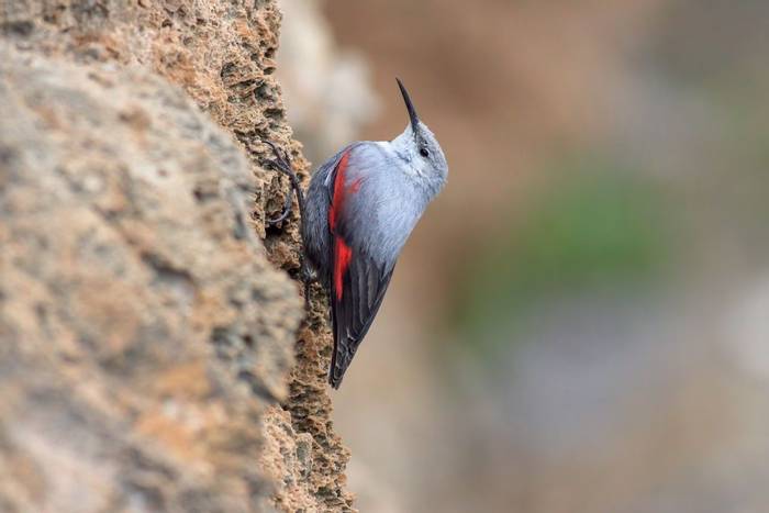 Wallcreeper