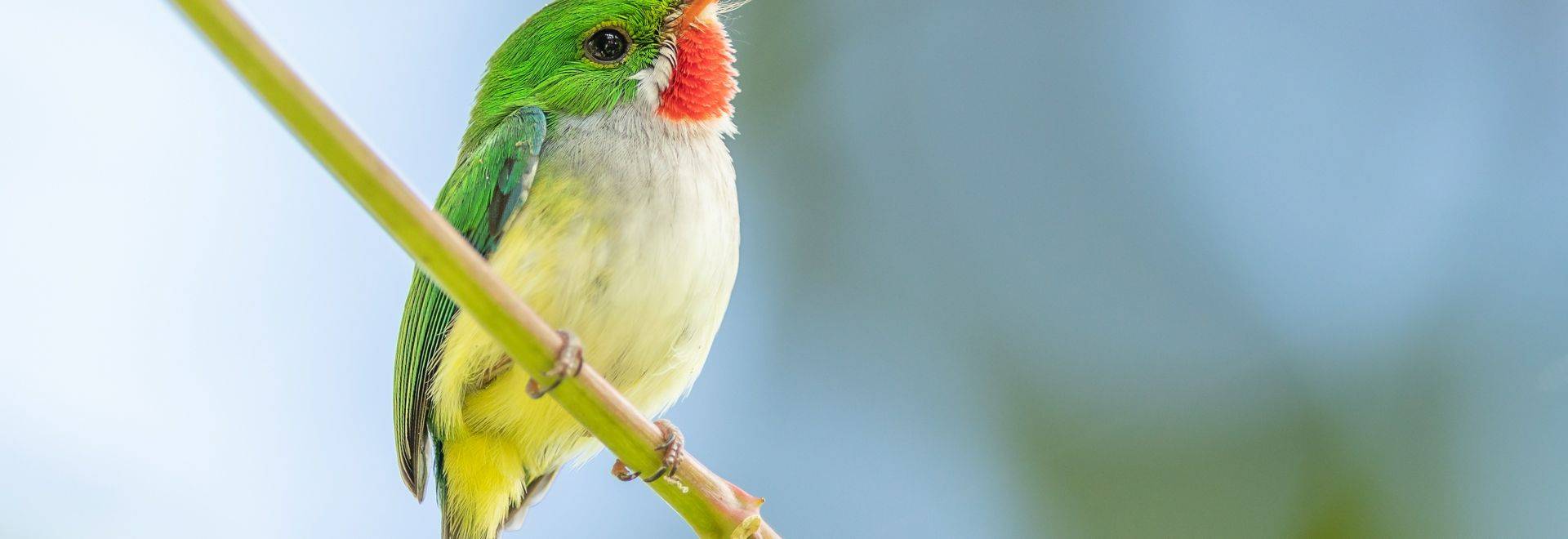 Puerto Rican Tody, Puerto Rico shutterstock_1332039563.jpg in-viewport