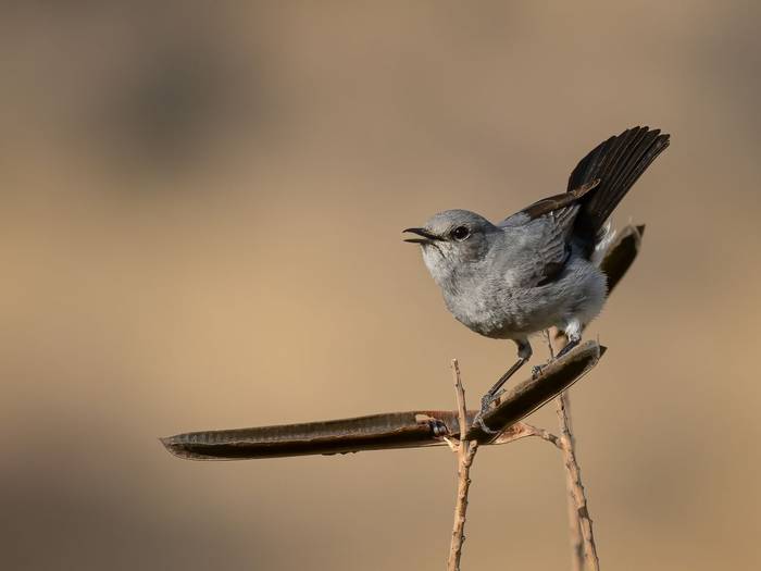 Blackstart © T. Laws, February 2024 tour