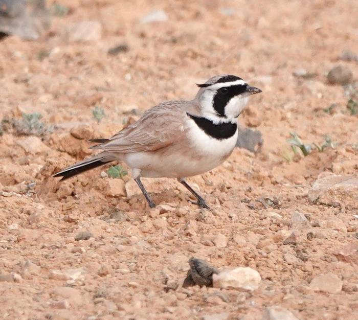 Temminck's Lark © Martin Pitt, January 2025 tour