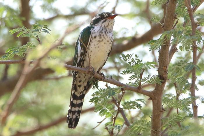 Diederik Cuckoo © Tim Young, November 2024 tour